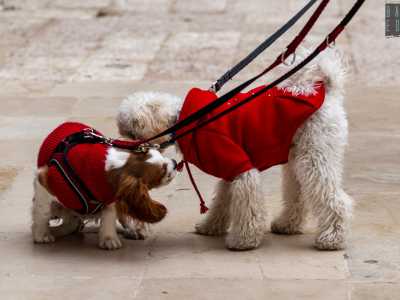 Poi ci raggiungono Freddy, cavalier maschio di 6 mesi avvolto in un cappottino rosso rubino e Jimmy, barboncino bianco di 9 mesi anche lui vestito di rosso